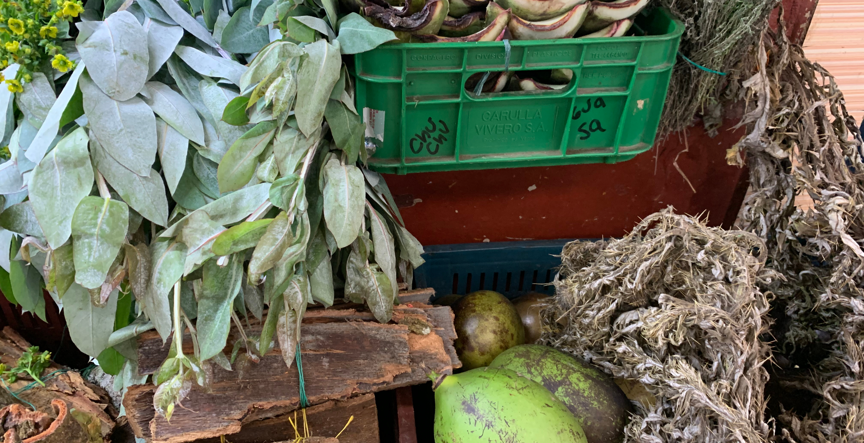 Afterlives vegetales y fragmentografía – Online talk